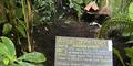 A sign explaining the African Corpse Flower at the Atlanta Botanical Garden.A sign explaining the African Corpse Flower at the Atlanta Botanical Garden.