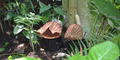 The corpse flower is pictured here at the Atlanta Botanical Gardens. 