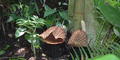 The corpse flower is pictured here at the Atlanta Botanical Gardens. 