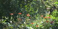 Flowers at the Atlanta Botanical Garden.