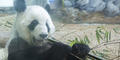 A Giant panda is pictured here at Zoo Atlanta.