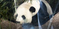 A Giant panda is pictured here at Zoo Atlanta.