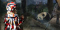 A guest at Zoo Atlanta views a Giant panda in exhibit.