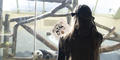 A guest at Zoo Atlanta views a Giant panda in exhibit.