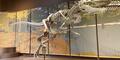 Appalachiosaurus cast on display at Tellus