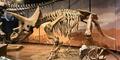 Two triceratops casts at Tellus Science Museum