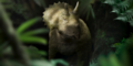 A juvenile Triceratops on Walking with Dinosaurs