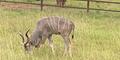 Animals at the Georgia Conservation Safari Park