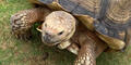 Tortoise at the Georgia Conservation Safari Park