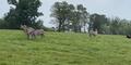 Zebra's at the Georgia Conservation Safari Park