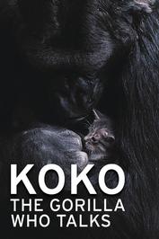 Koko - The Gorilla Who Talks: show-poster2x3