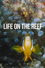 Life on the Reef: show-poster2x3