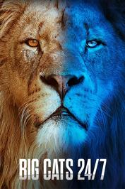 Big Cats 24/7: show-poster2x3