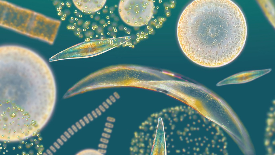 Diving Deep Into Phytoplankton How Tiny Ocean Organisms